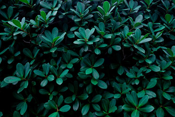 abstract green leaves pattern texture, nature background, tropical leaves