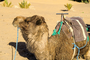 camel in desert, photo as background