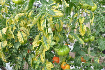 Piante di pomodoro con segni di carenza di microelementi