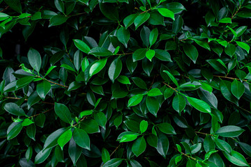 abstract green leaves pattern texture, nature background, tropical leaves