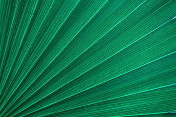 abstract tropical palm leaf and shadow, abstract natural green background