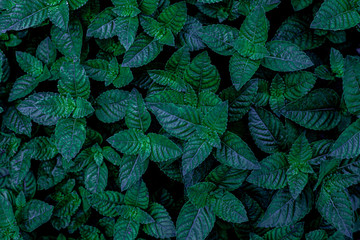 abstract green leaf texture, nature background, tropical leaf