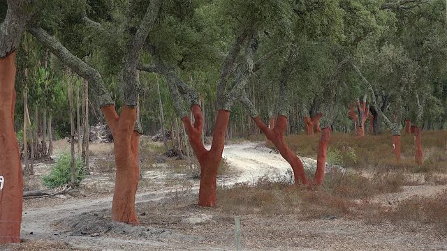 Harvested cork trees (Quercus suber) in Evora, Alentejo, Portugal.
