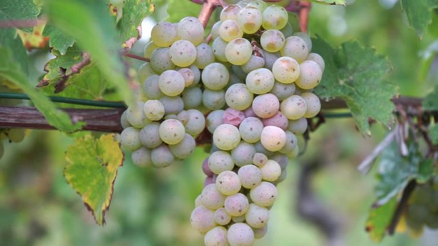 White grapes at the vine in closeup
