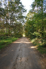 Fototapeta na wymiar Road in the autumn forest on a sunny day in Poland, Europe