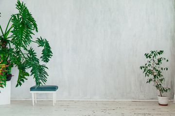 chair with green plants in a vintage white room