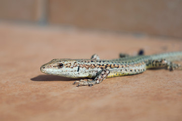 Lizard sunbathing on the ground¡