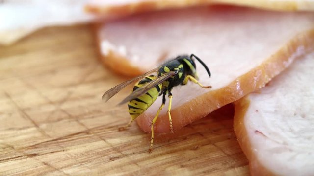 Wasp bites off a piece of smoked balyk meat and flies away with it