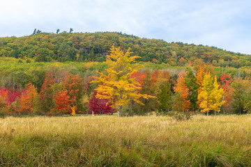 Colorful autumn maple trees near a hill in Acadia National Park