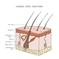 Human skin anatomy on white background. Vector scheme of skin, for cosmetological and healthcare illustrations. Hand drawn cartoon sketch vector illustration. - Vector