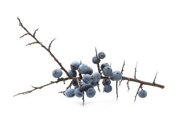 Fresh blackthorn berries with twig, branch and leaves prunus spinosa isolated on white background