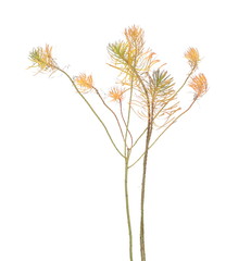 Colorful dry autumn, fall grass isolated on white background with clipping path