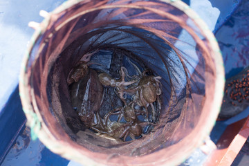 Sea fishing with octopus in net