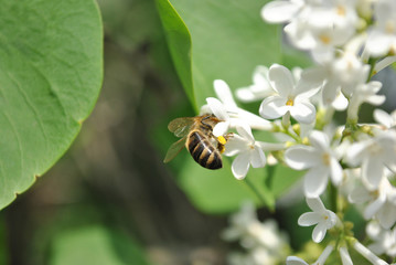 Honey bee sitting on white lilac flowers close up detail, soft blurry dark background