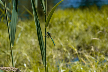 Photo of a dragonfly in lake
