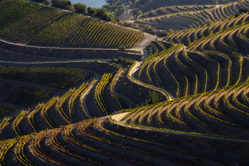 UNESCO World Heritage, the Douro Valley beautiful endless lines of Vineyards, in Sao Joao da...