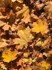 Texture of autumn leaves. Background of yellow and brown leaves fallen to the ground in the park.