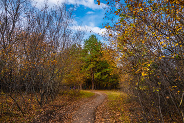 Autumn forest landscape - a hiking trail in a natural national park leading to a pine grove where people rest