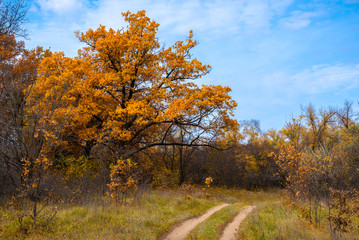 Autumn forest landscape - dirt road in a natural national park, a large oak tree near it and a blue sky in the background