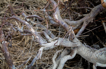 The crooked root of the tree on the banks of the Sylmnka River. Khabarovsk Territory in the spring.