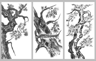 Set of chinese pines. Japanese watercolor. Indian ink illustration of tree in style sumi-e, go-hua,  u-sin for tattoo. Oriental traditional painting.  Isolated on the white background.
