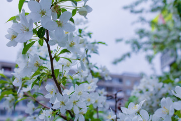 Background in cold colors with branches of a blossoming apple tree.
