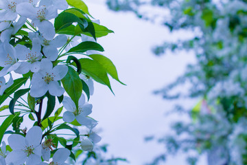 Blooming apple in the foreground. Cool background with blank space for text.