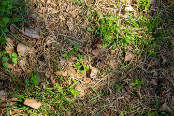 Dry and yellow grass with green plants. Forest background for design.