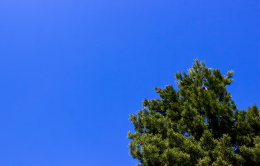 Blue cloudless sky with the top of the Christmas tree. Summer in Russia.