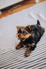 yorkshire pet cachorro