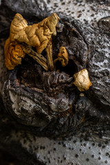 weathered yellow mushrooms on tree trunk