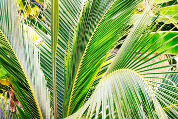 Coconut leaf background