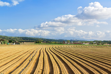Fototapeta na wymiar Farm land at day light with vanishing point of view of crop rows in a agricultural field. Agriculture background and cloudy sky with empty copy space for Editor's text.