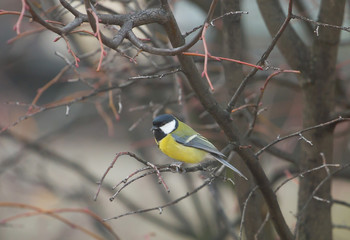 The great tit