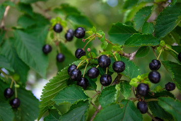 Black berry is singing on a tree. Poisonous plants.