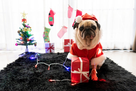 Happy New Year, Merry Christmas, puppy pug dog. holidays and celebration, pet in the room with Christmas tree. Pug dog in Santa Claus costume hat with the gift box and sock in background