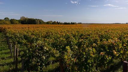 Fototapeta premium Vignoble de Bourgogne