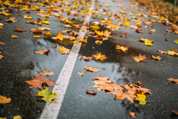 Autumn leaves on wet road