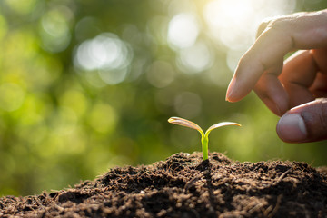 The seedlings are growing from the soil.