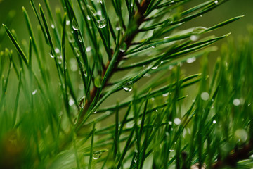Water drops on conifer branch