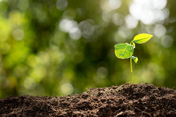 The seedlings are growing from the soil.