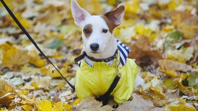 Cute dog Jack Russell outdoors