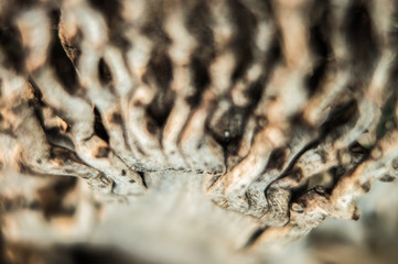 Abstract composition from a old tree branch. Macro.