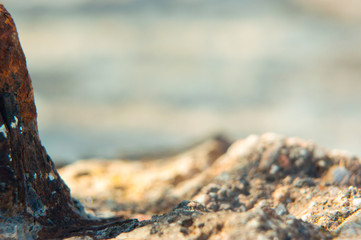 Stones on the beach. Macro photography