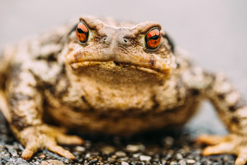 Toad crawling on wet ground
