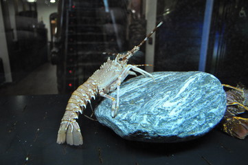 fish in the net closeup