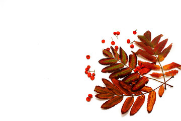 Autumn composition. Red autumn leaves and berries (mountain ash) on a white background. The concept of the autumn holidays.