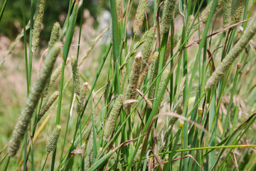 Ears of grass and yellow dry plants. Autumn grass.