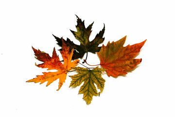 Autumn composition. Colorful autumn maple leaves (yellow, green, red) on a white background. The concept of the autumn holidays.