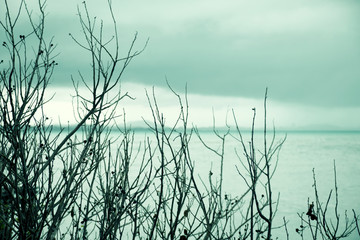 View of blue sea with dead tree in autumn